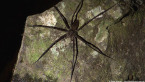 Giant Water Spider