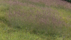 Unmown Plot Sequence
