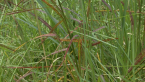 Johnson Grass