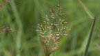 Molasses Grass