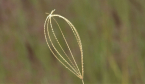 Grasses