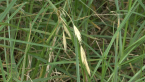 Prairie Grass