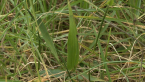 Rhodes Grass