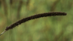 Setaria