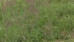 Unmown Plot Sequence