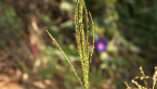 Roadside Grass 1