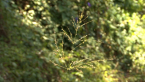 Roadside Grass 2