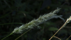 Plume Grass