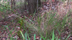 Tamborine Gorge 1