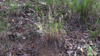 Tamborine Gorge 7
