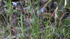 Tamborine Gorge 9