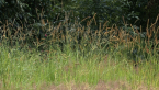 Unmown Plot Sequence
