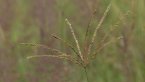 Feather-top Rhodes Grass