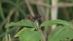 Flowering Plant