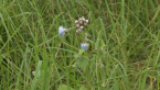 Unmown Plot Sequence