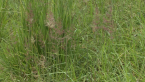Unmown Plot Sequence