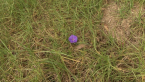 Unmown Plot Sequence - A Stray Flower
