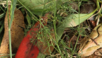 Roadside Grass