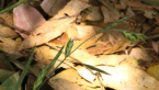 Roadside Grass