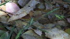 Roadside Grass