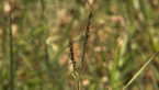 Rye Grass