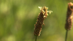 Plantain