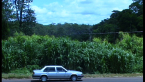 Bana Grass