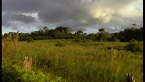 Youngman Property