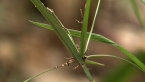 MacDonald National Park - Sedge