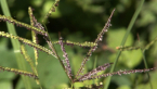 Grass