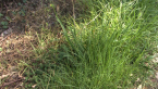 Grass