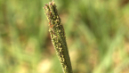 Native Millet?