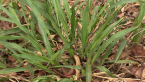 Vaseygrass
