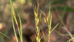 Kangaroo Grass