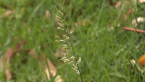 Lovegrass