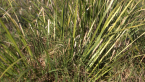 Basket Grass