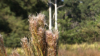 Reeds