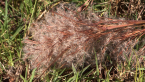 Seeded Reed