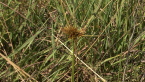 Sedge Inflorescence