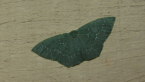 Gelasma Moth