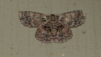 Brown Looper Moth