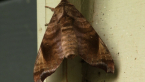 Sphingid Moth