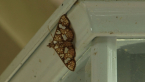Crambid Moth
