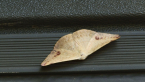 Geometrid Moth