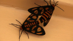 Tiger Moths