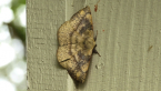 Common Anthelid