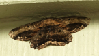 Geometrid Moth