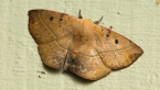 Common Anthelid