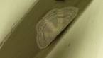 Geometrid Moth