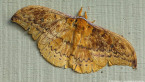 Emperor Moth
